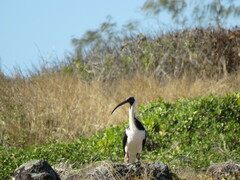 Threskiornis spinicollis