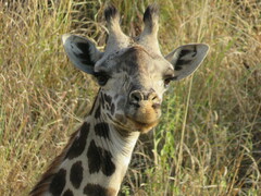 Giraffa camelopardalis