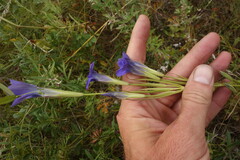 Gentianopsis barbata
