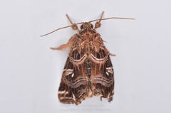 Callopistria rivularis