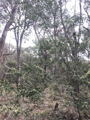 Acacia leprosa magna