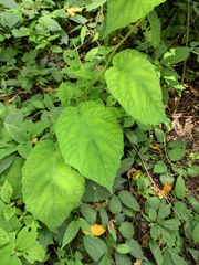 Actinidia