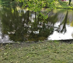 Anser anser domesticus