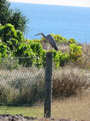 Egretta novaehollandiae
