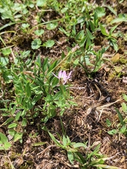 Lobelia chinensis
