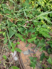 Persicaria senticosa