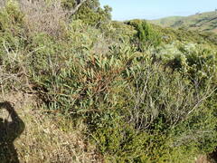 Acacia longifolia sophorae
