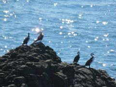 Phalacrocorax varius