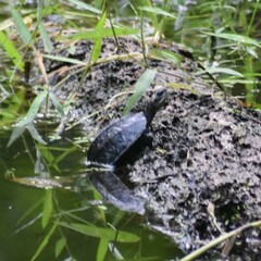 Melanochelys trijuga