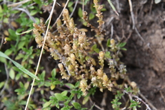 Gentiana squarrosa