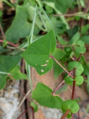 Persicaria senticosa