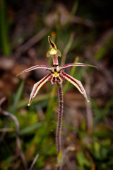 Caladenia barbarossa