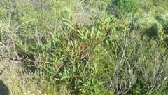Acacia longifolia sophorae
