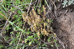 Gentiana squarrosa