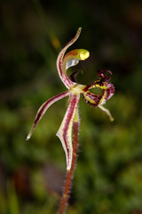 Caladenia barbarossa