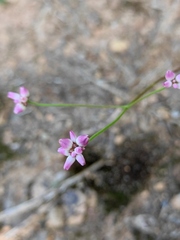 Persicaria senticosa