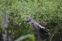Melanochelys trijuga