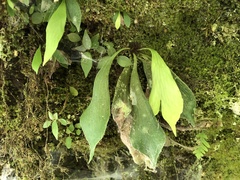 Antrophyum formosanum