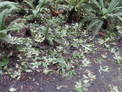 Trichosurus vulpecula