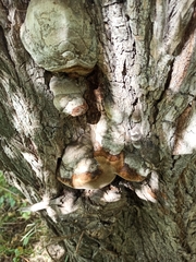 Phellinus igniarius