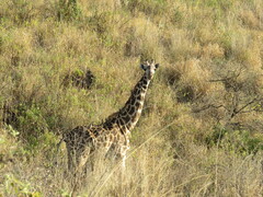 Giraffa camelopardalis