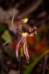 Caladenia barbarossa