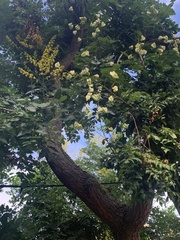 Koelreuteria paniculata