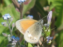 Coenonympha glycerion