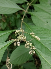 Callicarpa bodinieri
