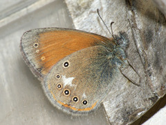 Coenonympha glycerion