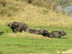 Syncerus caffer caffer