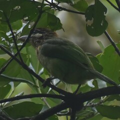 Psilopogon viridis