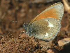 Coenonympha glycerion