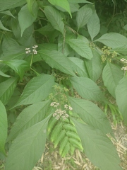 Callicarpa bodinieri