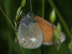 Coenonympha glycerion