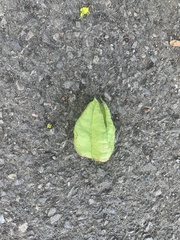 Koelreuteria paniculata
