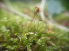 Amblystegium serpens