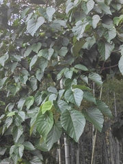 Vernicia fordii