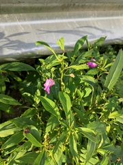 Impatiens balsamina