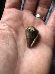 Conus capitaneus