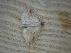 Evergestis forficalis