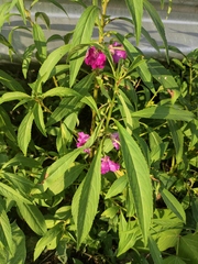 Impatiens balsamina