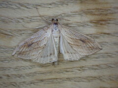 Evergestis forficalis