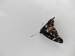 Neptis