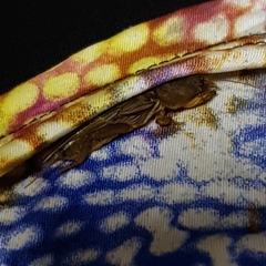 Neocurtilla hexadactyla