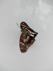 Neptis