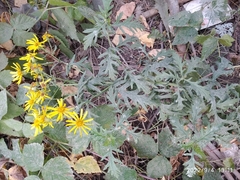 Jacobaea grandidentata