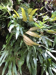 Pyrrosia polydactylos