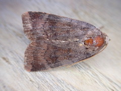 Noctua janthe