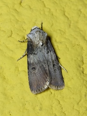 Agrotis